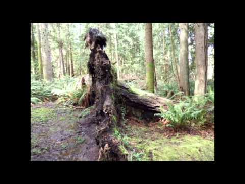 A Walk in the Black Forest (Eine Schwarzwaldfahrt)   1965 Hit