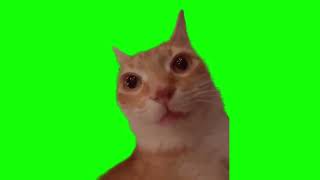 Cat staring and turning red green screen