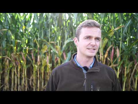 Europäische Innovations Partnerschaft, Teil 5: Endlich Maisernte!