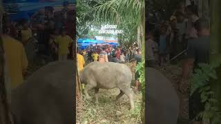 Download lagu INI KERBAU BANTAIAN ADAT MENYAMBUT PUASA TAHUN INI #tabir #merangin #jambi mp3