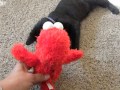 Elmo Toy Vs Pet Cat Shadow You Re Killing Me