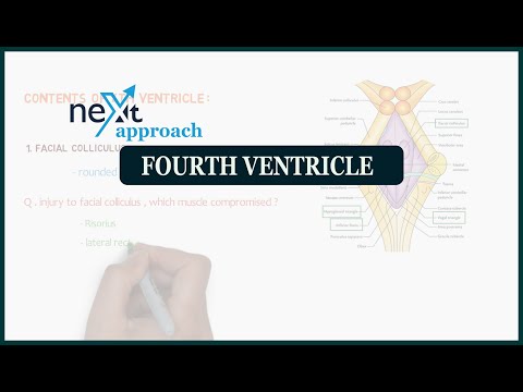Fourth ventricle | neuroanatomy