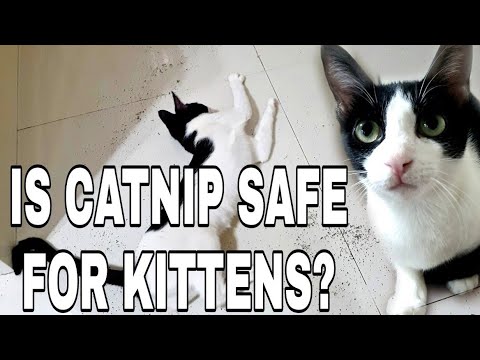 Is Catnip safe for Kittens? What You Need to Know!