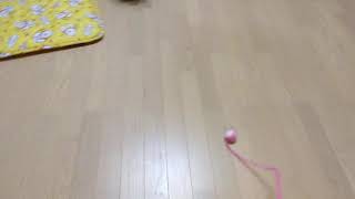 夜に駆けるあめちゃん