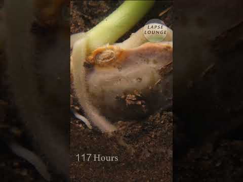 pinto bean in macro #shorts