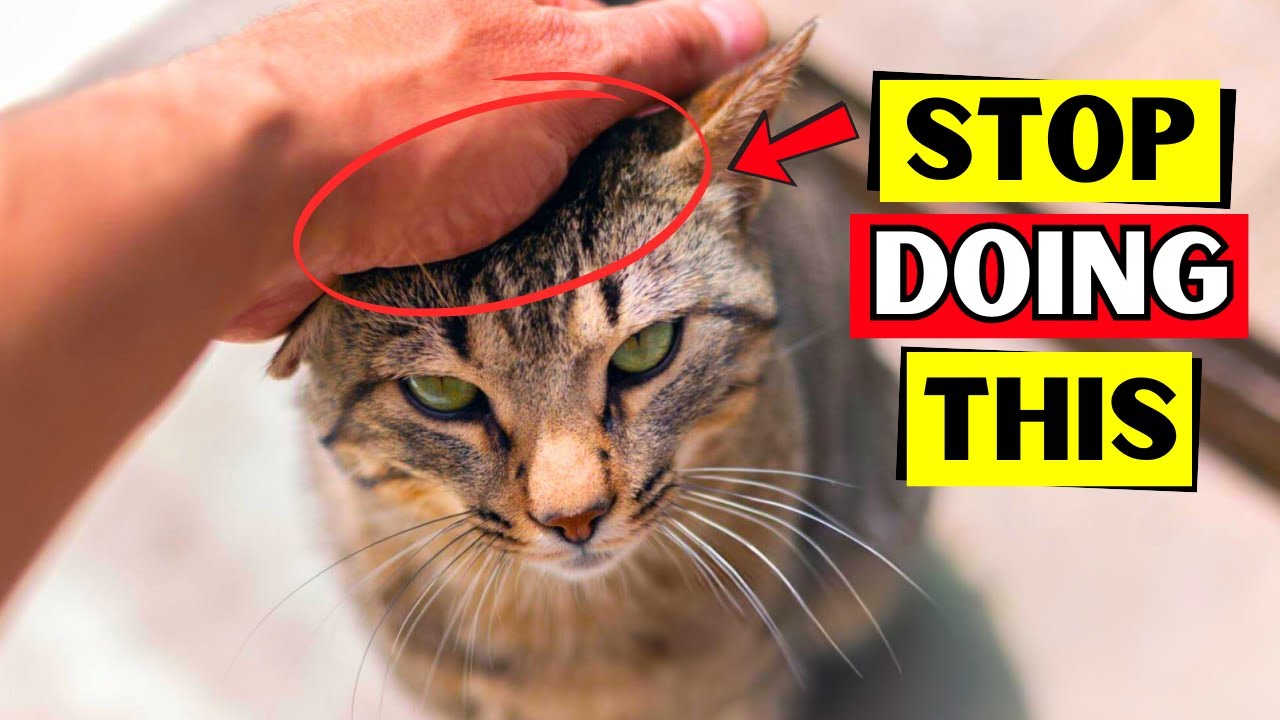 10 Surprising Things Cat Hates More Than Being Picked Up!