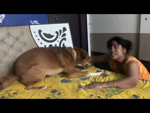 Jack Playing with My Wife ❤️🐶 Cutest Bond Ever”