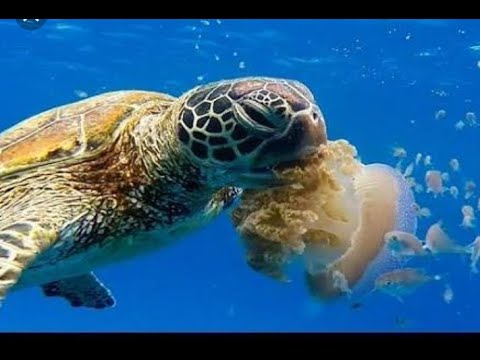 Korytnačka kareta (Caretta caretta) — kŕmenie pod vodou