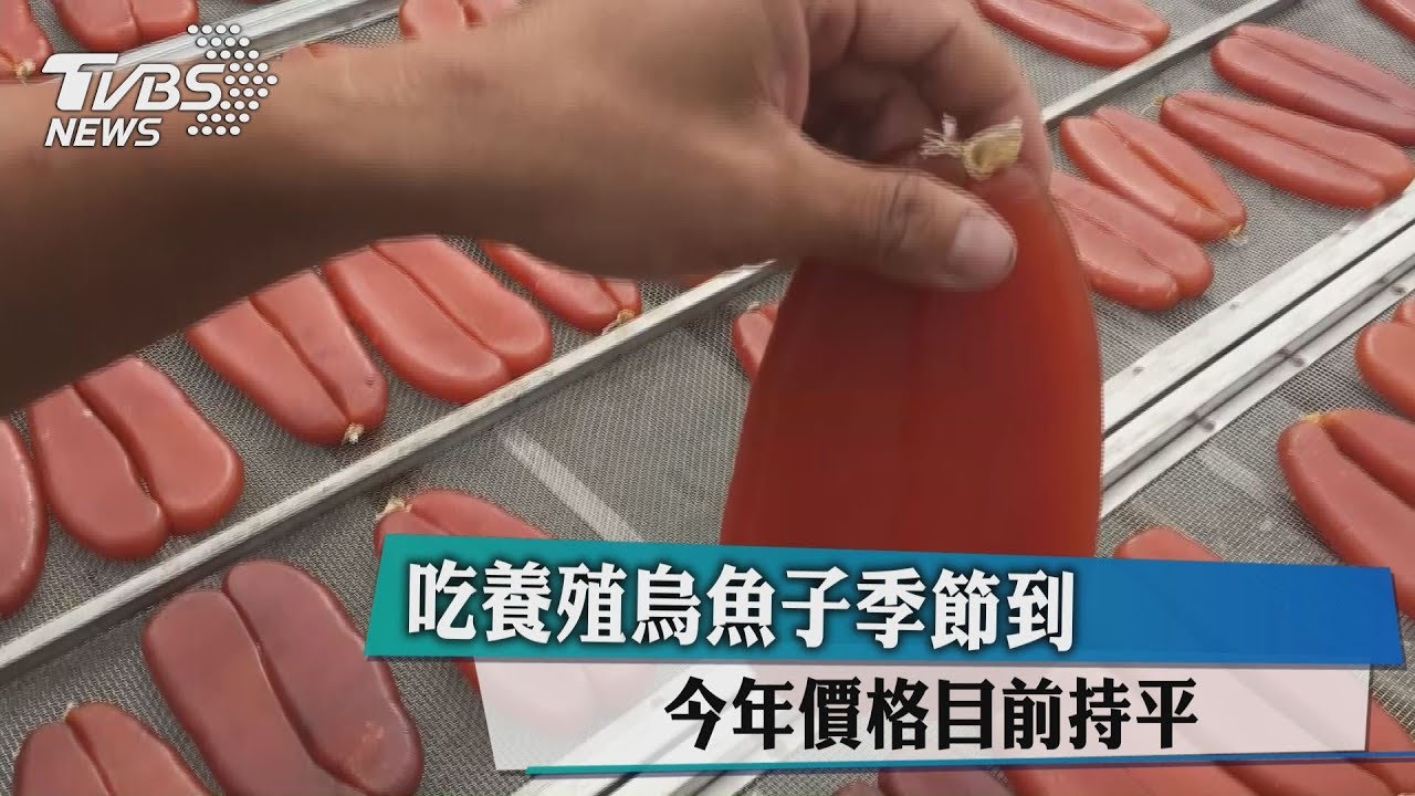 吃養殖烏魚子季節到　今年價格目前持平