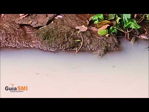 Internauta registra possível contaminação que matou peixes no Rio Pinto, em São Miguel do Iguaçu