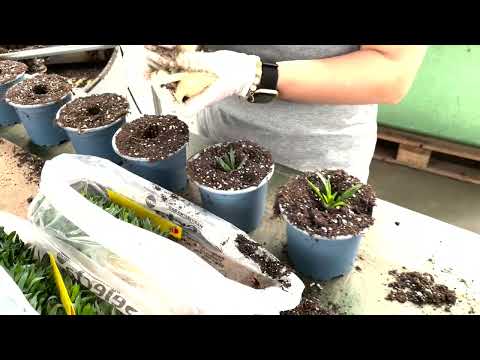 RCS 2.0 tutorial potting