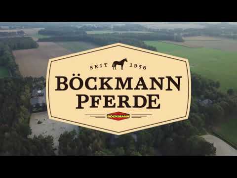 Böckmann Pferde
