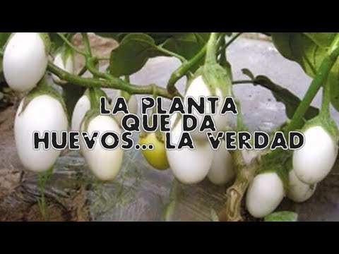 download lagu mp3 mp4 Flor De Huevo, download lagu Flor De Huevo gratis, unduh video klip Flor De Huevo