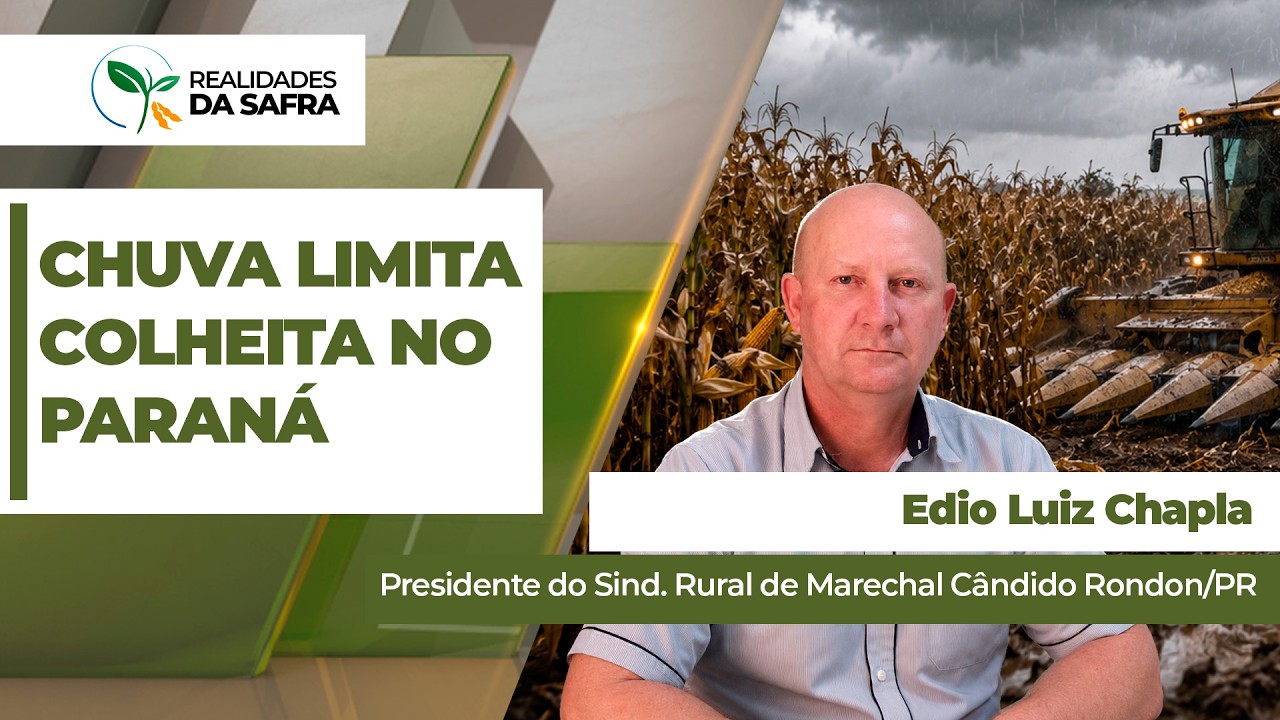Chuva limita avanço da colheita do milho em Marechal Cândido Rondon/PR