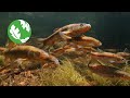 Protecting The Giant Redfin