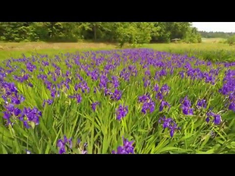 【NIIGATA-SORADORI】柏崎市・夢の森公園　カキツバタ
