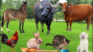 Amazing Animal Sounds: Dog, Cat, Chicken, Elephant, Sheep, Pig, Cow - Animal Video