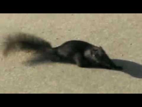 Squirrel  on crack