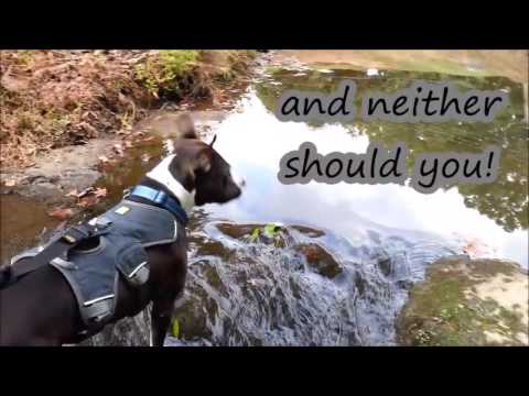 Angel, an adopted Staffordshire Bull Terrier & Boxer Mix in Landrum, SC_image-1