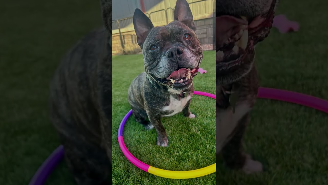 Lance, a ADOPTABLE mixed breed in Citrus Heights, CA video 2/6