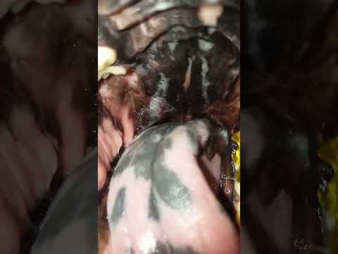 lab swallows gummies