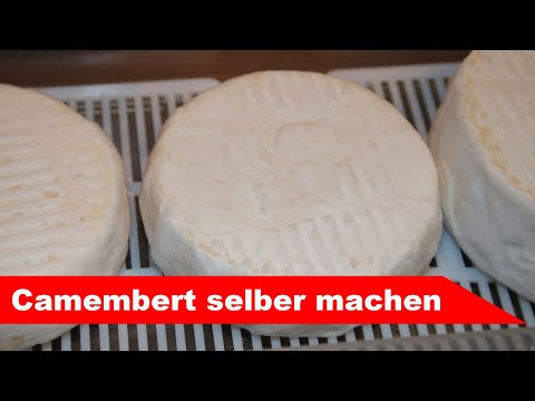🧀 Camembert selber machen 🧀 einfacher Weißschimmelkäse - Käse selber machen - Alles Käse