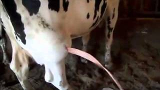INCREDIBLE RIVER OF PUS coming from a COW ABSCESS
