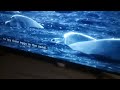 Blue Planet Part 13