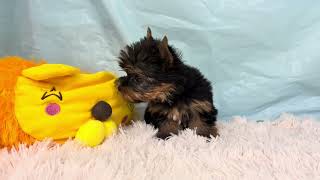 ヨークシャーテリアの動画01