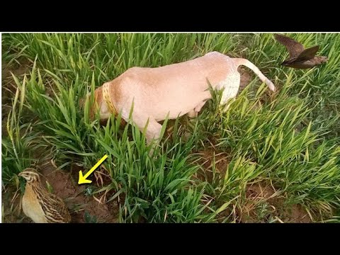 Ajj ka new shikar | Batair ka shikar | Dog se batair ka shikar | Quil Hunting