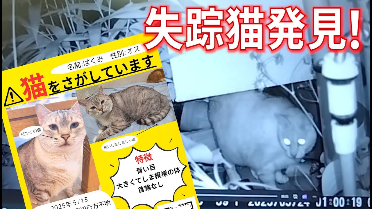 ②臆病猫パクミ行方不明11日 捕獲作戦開始