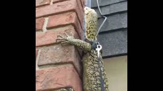 इसकी मदद से चढ़ पाए थे। Tanhaji, कोंढाणा किले पर। Tanhaji the unsung Warrior. #shorts #Tanhaji