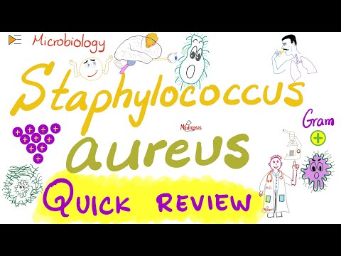 Staph aureus Quick Review | Microbiology 🧫 and Infectious Diseases 🦠