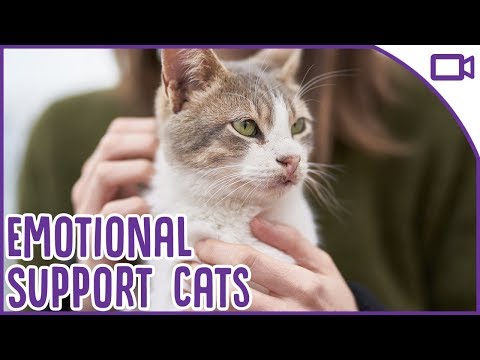 Cats as Emotional Support Animals!
