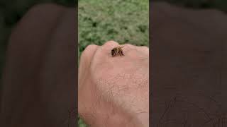 Had a little visitor while out in the yard.