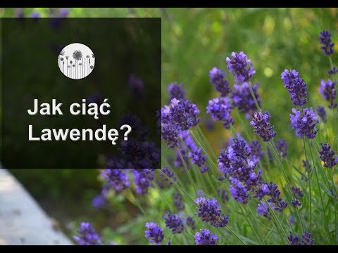 Jak powiększyć penisa metody masażu Rezerwacji Jak zwiększyć Użytkownik