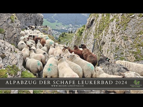 Alpabzug der Schafe Leukerbad - reisen-lifestyle.ch