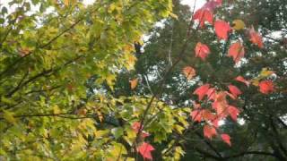 My My She Cries - Carole KIng - Cover