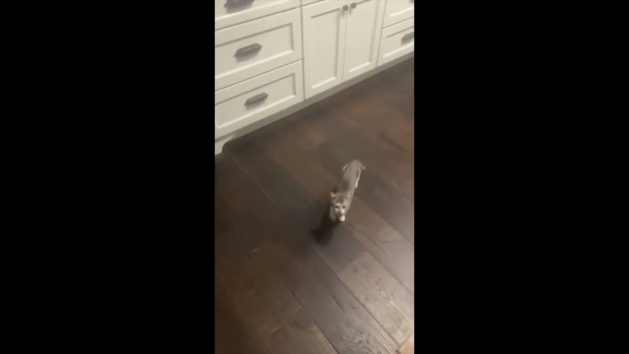 Oliver, a ADOPTABLE mixed breed in Woburn, MA video 6/6