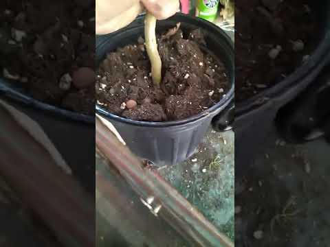 Contorted Filbert propagation experiment.