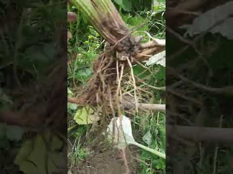 Radacini de captalan