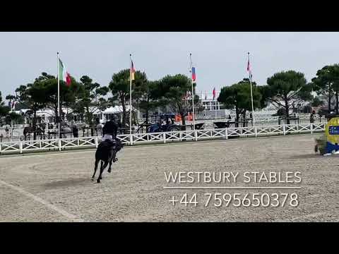 Djoko Z- 2016 Stallion (Dominator X Darco)