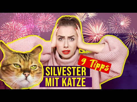9 Tipps für Silvester mit Katzen // stressfreies Feuerwerk mit Katze  // Amely Rose & Catwalk