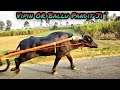 Ballu Pandit Sohanjani Jatan 600 Mtr 52 Sec Tournament Jhota Race New Jhota Race 2021