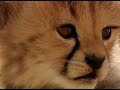 Running With A Cheetah Cub Little Big Cat BBC Earth