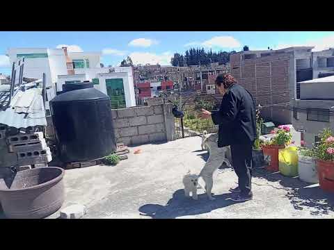 🌎​ Vista de Riobamba y el Chimborazo 🏔️​