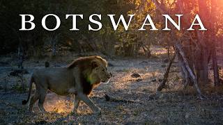 Botswana Safari
