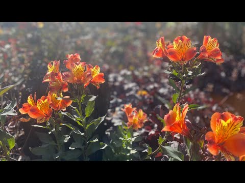 Ondskans blomma em Konstepidemin