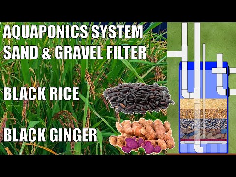 Aquaponics Sand & Gravel Filter + Terry's Aquaponics System with Black Rice & Black Ginger