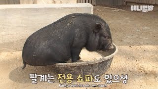 "People call me a pig but I'm not a pig.. My name sounds like a pig but I'm not a pig.."